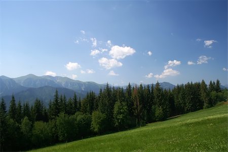 Beautiful mountain meadow and forest view Stock Photo - Budget Royalty-Free & Subscription, Code: 400-05094548