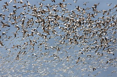 simsearch:400-05068873,k - A large flock of snow geese (chen caerulescens) circling overhead while looking for a field to land on. The birds migrate through the Skagit River Valley on their annual migratory pattern to and from the Arctic. Stock Photo - Budget Royalty-Free & Subscription, Code: 400-05094567