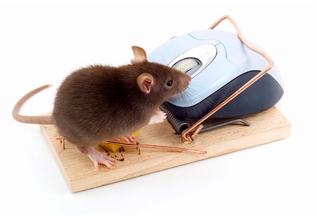 a mouse used his computer sibling to get to the cheese Stock Photo - Budget Royalty-Free & Subscription, Code: 400-05094608