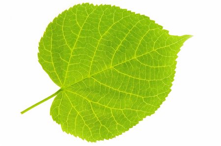 Detail of a leaf blade of a lime tree Stock Photo - Budget Royalty-Free & Subscription, Code: 400-05094612