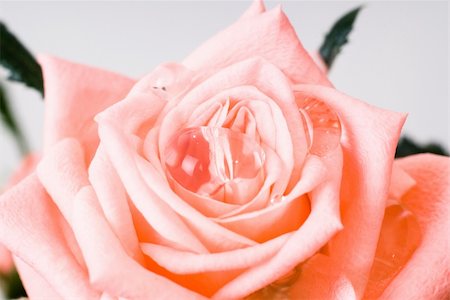 simsearch:400-05094809,k - Closeup view of an open rose bud with drops of water on it Stock Photo - Budget Royalty-Free & Subscription, Code: 400-05094810