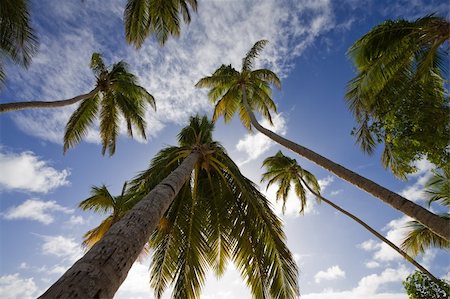 dpix (artist) - view from a beach to the sky with high palm trees Photographie de stock - Aubaine LD & Abonnement, Code: 400-05094872