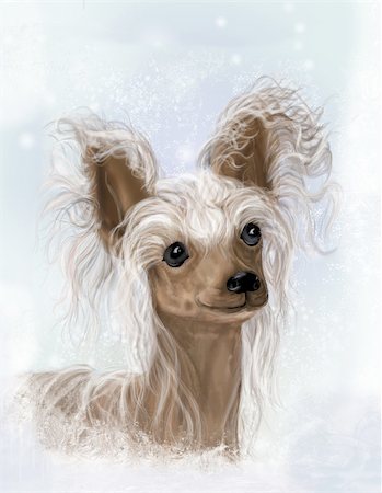 simsearch:400-04446240,k - Chinese Crested, Hairless, nice dog, smiles, but with character. Picture, computer graphics Foto de stock - Super Valor sin royalties y Suscripción, Código: 400-05094928