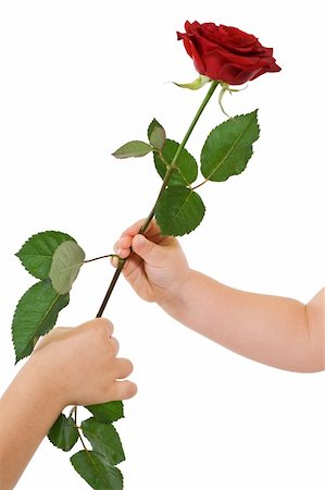 Children hands giving and receiving a flower - isolated Stock Photo - Budget Royalty-Free & Subscription, Code: 400-05095010