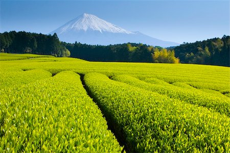 rssfhs (artist) - Green tea fields spread out below Mt. Fuji Stock Photo - Budget Royalty-Free & Subscription, Code: 400-05095203