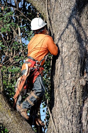 Lumberjacks chopping down a tree Stock Photo - Budget Royalty-Free & Subscription, Code: 400-05095523