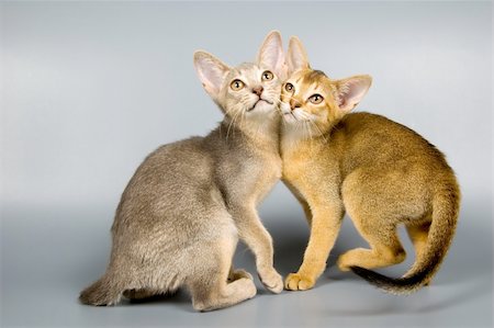 simsearch:400-05095853,k - Kittens  in studio on a neutral background Foto de stock - Royalty-Free Super Valor e Assinatura, Número: 400-05095792