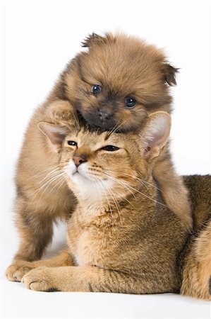 puppy and kitten relationships - The puppy of the spitz-dog with a cat Stock Photo - Budget Royalty-Free & Subscription, Code: 400-05095847