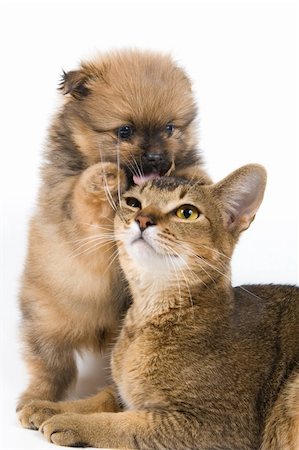 puppy and kitten relationships - The puppy of the spitz-dog with a cat Stock Photo - Budget Royalty-Free & Subscription, Code: 400-05095848