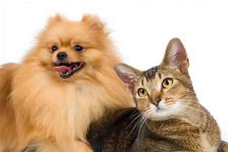 simsearch:400-05095853,k - The spitz-dog and cat on a neutral background Foto de stock - Royalty-Free Super Valor e Assinatura, Número: 400-05095854