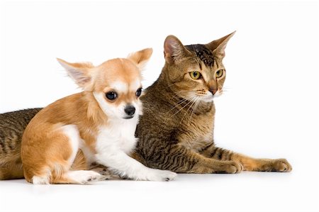 puppy and kitten relationships - The puppy chihuahua and cat in studio on a neutral background Stock Photo - Budget Royalty-Free & Subscription, Code: 400-05095852