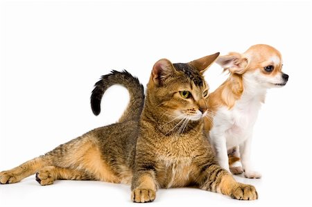 puppy and kitten relationships - The puppy chihuahua and cat in studio on a neutral background Stock Photo - Budget Royalty-Free & Subscription, Code: 400-05095853