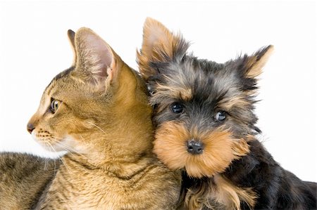 puppy and kitten relationships - The terrier and cat in studio Stock Photo - Budget Royalty-Free & Subscription, Code: 400-05095888