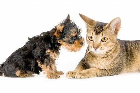 simsearch:400-04307087,k - The terrier and cat in studio Foto de stock - Royalty-Free Super Valor e Assinatura, Número: 400-05095883