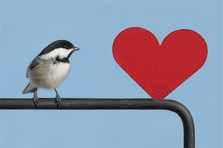 Black-capped Chickadee (Poecile atricapillus) with a red Valentine heart Photographie de stock - Aubaine LD & Abonnement, Code: 400-05096167