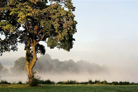 simsearch:400-05195927,k - Morning scenery of a tree and mist in the magical light of the rising sun. Stock Photo - Budget Royalty-Free & Subscription, Code: 400-05096291