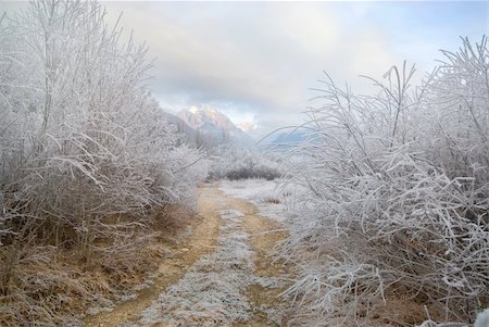 snowy road tree line - Dirt road in the forest. Stock Photo - Budget Royalty-Free & Subscription, Code: 400-05096399