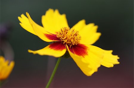 simsearch:400-04275620,k - Beautiful brightly red and yellow flower on a white background Photographie de stock - Aubaine LD & Abonnement, Code: 400-05096406