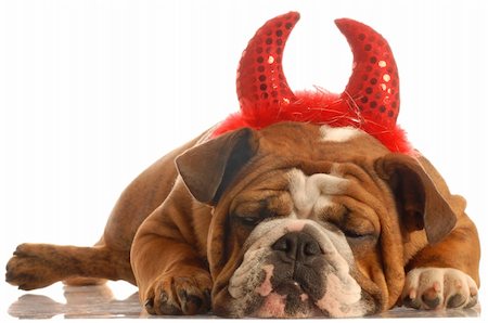 english bulldog dressed up as a devil Fotografie stock - Microstock e Abbonamento, Codice: 400-05096516