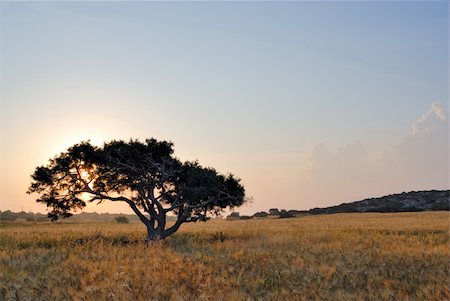 simsearch:400-05321504,k - Lonely tree on a meadow at a dawn Fotografie stock - Microstock e Abbonamento, Codice: 400-05096606