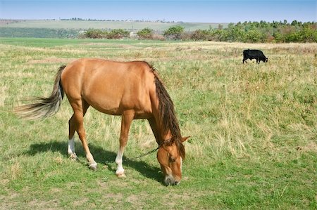 simsearch:400-04567010,k - Brown horse and black bull grazing at meadow Stock Photo - Budget Royalty-Free & Subscription, Code: 400-05096727