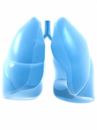 3d rendered anatomy illustration of human lung Stock Photo - Budget Royalty-Free & Subscription, Code: 400-05096733