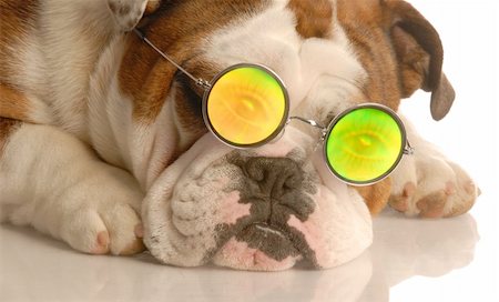 simsearch:400-04575931,k - english bulldog wearing glasses with funny people eye glasses Photographie de stock - Aubaine LD & Abonnement, Code: 400-05096742