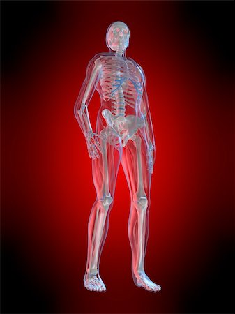 simsearch:400-04003518,k - 3d rendered anatomy illustration of  a human body shape with transparent muscles Fotografie stock - Microstock e Abbonamento, Codice: 400-05096756