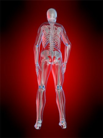 simsearch:400-05311566,k - 3d rendered anatomy illustration of  a human body shape with transparent muscles Stockbilder - Microstock & Abonnement, Bildnummer: 400-05096757