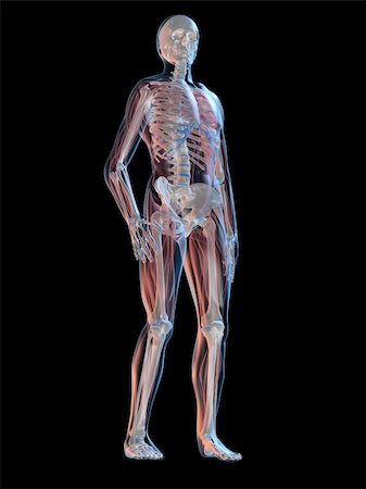 simsearch:400-05688044,k - 3d rendered anatomy illustration of  a human body shape with transparent muscles Foto de stock - Super Valor sin royalties y Suscripción, Código: 400-05096752