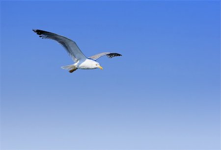 seagull flying, wings wide open, on blue sky background Foto de stock - Royalty-Free Super Valor e Assinatura, Número: 400-05097157