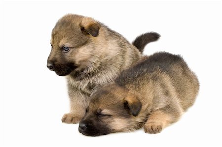 simsearch:400-05890888,k - Germany sheep-dogs puppys isolated on white background Foto de stock - Royalty-Free Super Valor e Assinatura, Número: 400-05097234