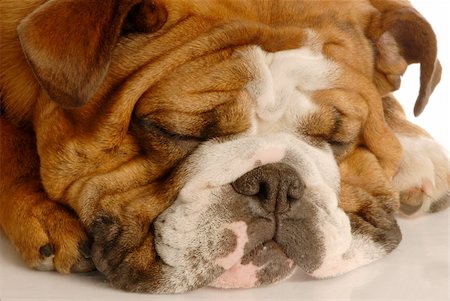 simsearch:400-04576043,k - cute english bulldog sleeping with lots of wrinkles Stock Photo - Budget Royalty-Free & Subscription, Code: 400-05097235