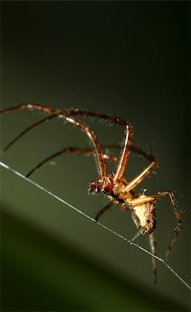 simsearch:640-02770439,k - spider making his web, macro shot Foto de stock - Super Valor sin royalties y Suscripción, Código: 400-05098031