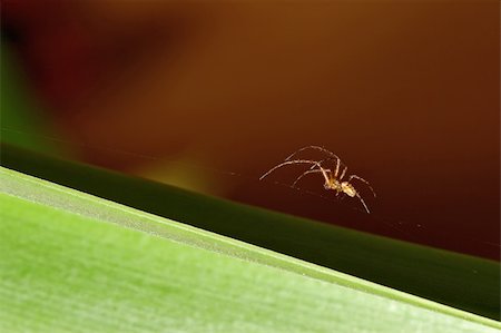 simsearch:400-08200203,k - spider making his web, macro shot Stock Photo - Budget Royalty-Free & Subscription, Code: 400-05098032