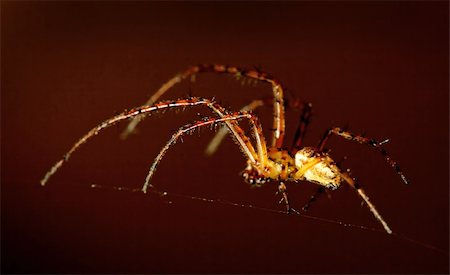 simsearch:600-00864467,k - spider making his web, macro shot Stockbilder - Microstock & Abonnement, Bildnummer: 400-05098033