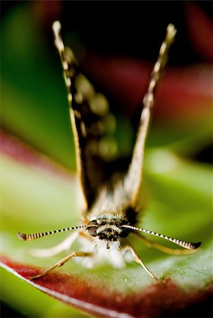 simsearch:400-04989239,k - macro insect on a plant Fotografie stock - Microstock e Abbonamento, Codice: 400-05098042