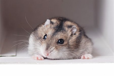 A Cute Dwarf Hamster Foto de stock - Super Valor sin royalties y Suscripción, Código: 400-05098218