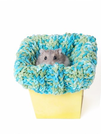 A Cute Dwarf Hamster Stock Photo - Budget Royalty-Free & Subscription, Code: 400-05098222