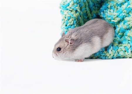 A Cute Dwarf Hamster Fotografie stock - Microstock e Abbonamento, Codice: 400-05098223