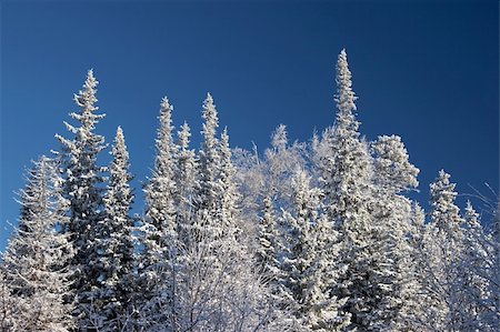 Winter forest after a snowfall, Southern Ural, Russia Stock Photo - Budget Royalty-Free & Subscription, Code: 400-05098478