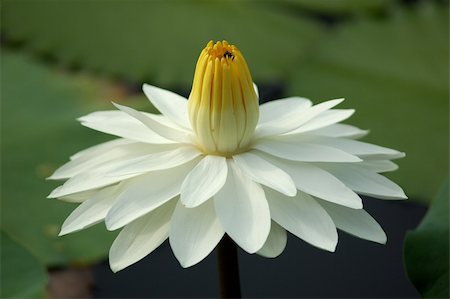 Water lily species Stock Photo - Budget Royalty-Free & Subscription, Code: 400-05098508
