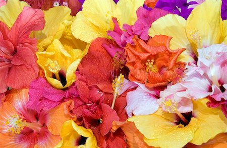Tropical flowers - Hibiscus  and Bougainvillea Foto de stock - Royalty-Free Super Valor e Assinatura, Número: 400-05098900