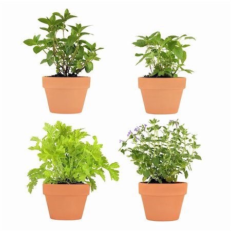 Herb selection of chocolate mint, bergamot, feverfew and catmint growing in four terracotta pots over white background. Stock Photo - Budget Royalty-Free & Subscription, Code: 400-05099223