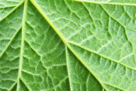 structure of leaf natural background Stock Photo - Budget Royalty-Free & Subscription, Code: 400-05099724