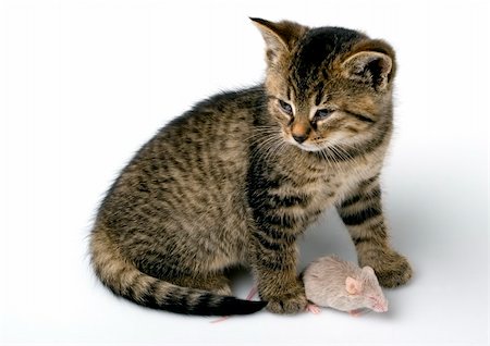 simsearch:700-00085281,k - Small cute cat with mouse Stock Photo - Budget Royalty-Free & Subscription, Code: 400-05099989
