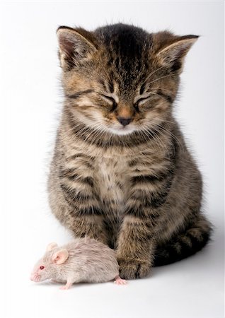 simsearch:700-00085281,k - Small cute cat with mouse Stock Photo - Budget Royalty-Free & Subscription, Code: 400-05099990