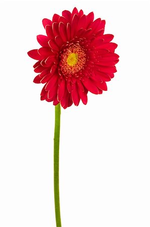simsearch:400-04275620,k - Beautiful brightly red flower on a white background Photographie de stock - Aubaine LD & Abonnement, Code: 400-05090197