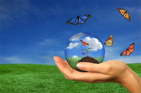 Concept of Taking Care of the Earth With Woman Holding Seedling While Butterlies Fly About Foto de stock - Super Valor sin royalties y Suscripción, Código: 400-05090237