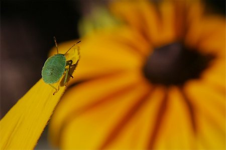 simsearch:400-06138663,k - Small green insect, detailed on yellow flower in colorful garden, during sunny day Stock Photo - Budget Royalty-Free & Subscription, Code: 400-05090691